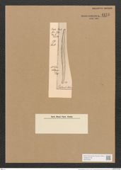 Nitzschia antigua Pant. (de-Toni-Nr.: Genus 47, Species 2096) Zeichnungen Sammlung Grunow Nr. 4175 (NHMW-BOT-W0372065)
